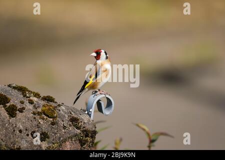 Goldfinch (Carduelis carduelis) est un petit finch délicat qui a un corps brun de sable et une barre jaune distinctif le long de ses ailes. Banque D'Images