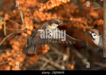 Maison masculine sparrow en vol Banque D'Images