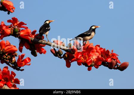 Photo de stock - Un Shalik ou Myna sur une fleur de coton de soie, localement connu sous le nom de Shimul, au printemps. Norshingdhi, Bangladesh. Banque D'Images