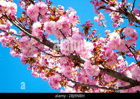 La fleur de Sakura se trouve dans le magnifique parc naturel. Fleurs roses sur le ciel bleu derrière. Printemps en Slovénie. Banque D'Images