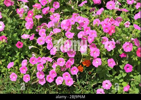 Aubertia, Aubrieta Rose Floraison coussin plante sur un jardin Rockery, Berkshire, avril. Banque D'Images