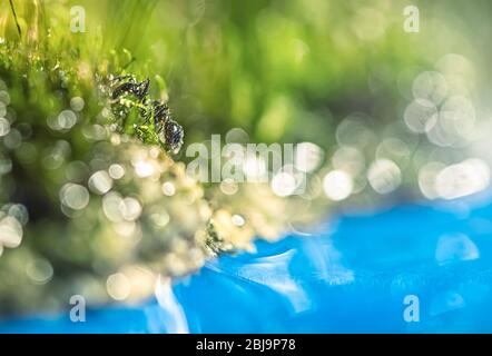 Macro photo, noir Messor dans l'herbe près de la rivière en goutte d'eau. Pluie Banque D'Images