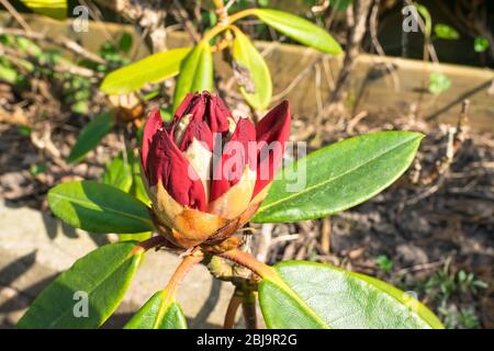 Ouverture d'une grande fleur rouge profonde de Rhododendron Banque D'Images