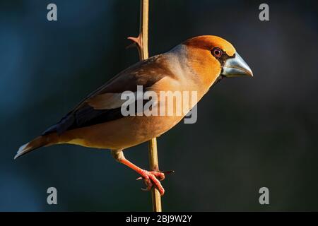Hawfinch - Coccothraustes coccothraustes, magnifique oiseau perché de couleur des forêts du Vieux monde, Zlin, République tchèque. Banque D'Images