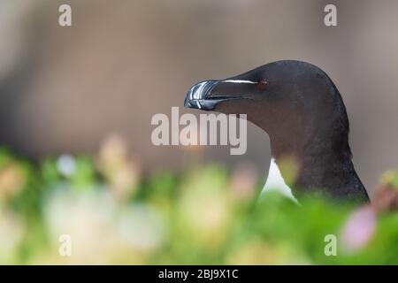 Un portrait d'un Razorbill parmi de belles bokeh Banque D'Images