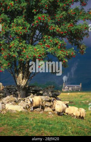 Moutons écossais in situ avec arbre rowan Banque D'Images