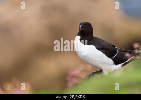 Un portrait d'un Razorbill parmi de belles bokeh Banque D'Images