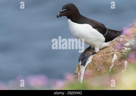 Un portrait d'un Razorbill parmi de belles bokeh Banque D'Images