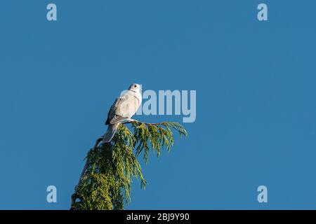 Une Dove ove ovasiatique (Streptopelia decaocto) assise sur un arbre, le matin ensoleillé au printemps Banque D'Images