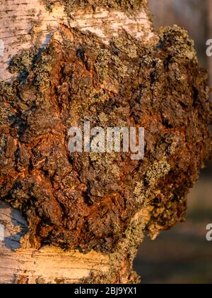 photo avec un champignon chaga noir sur un bouleau. Inonotus obliquus communément connu sous le nom de champignon chaga, bouleau grove le matin Banque D'Images