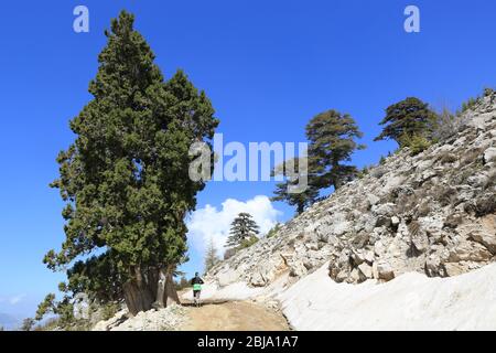 Paysage avec sentier de montagne parmi les arbres de cèdre. Chemin touristique Lician Way en Turquie. Banque D'Images