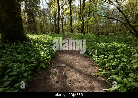 Un sentier forestier à travers un vieux bois recouvert de fleurs d'ail sauvage Banque D'Images