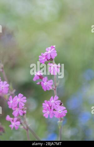 Les jolies fleurs délicates de la plante de Campion rouge. Silene dioica. Banque D'Images