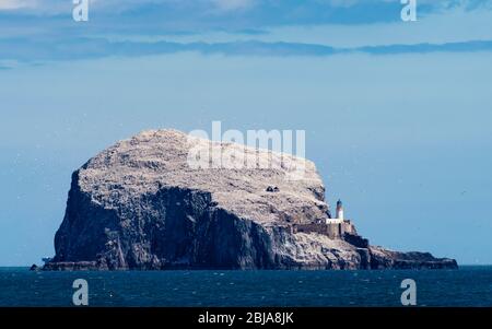 Vue sur Bass Rock blanc coloré à la suite de la nidification des fous, Firth of Forth, Écosse, Royaume-Uni Banque D'Images