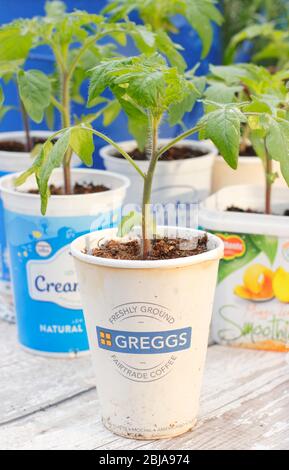 Solanum lycopersicum. De jeunes plants de tomates enrobés de pots de yaourts en plastique et de récipients à boissons. ROYAUME-UNI Banque D'Images