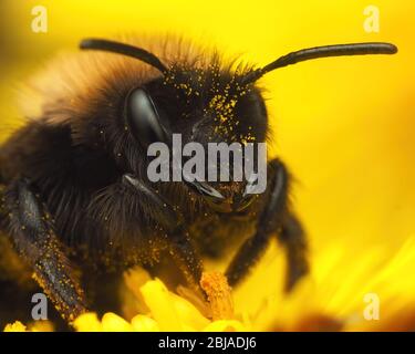 Gros plan sur la tête de l'abeille d'Andrena clarkella sur la fleur du pied de la mine. Tipperary, Irlande Banque D'Images