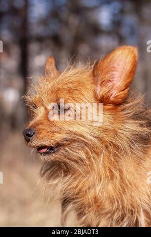 Portrait du Yorkshire Terrier avec de grandes oreilles et de longs cheveux rouges. À la recherche. Arrière-plan flou. Vertical. Banque D'Images