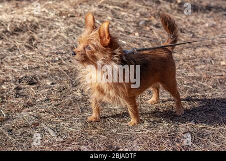 Un joli Yorkshire Terrier aux oreilles grosses sur une laisse dans la forêt est à l'air. Un petit chien avec de longs cheveux bruns. Arrière-plan flou. Horizontal. Banque D'Images