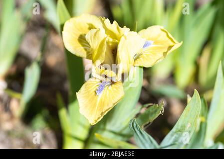 Iris nain standard « yeux petits bleus » Banque D'Images