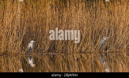 Héron gris (Ardea cinerea), se tiennent au soleil à Reed Edge, Allemagne Banque D'Images