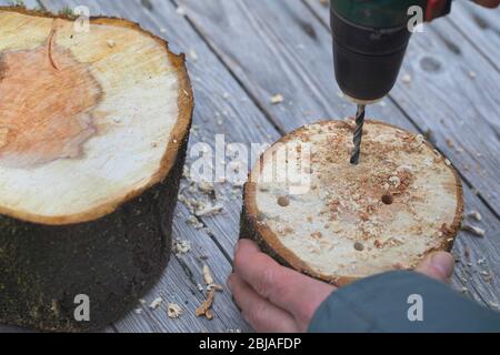 Aide à la nidification pour les abeilles sauvages, forage de trous dans des disques en bois, Allemagne Banque D'Images