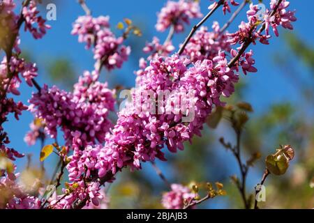 Branches fleuries de l'arbre des bourgeons aussi connu sous le nom de Cercas contre le ciel bleu lors d'une journée de printemps ensoleillée. Fleurs violettes de l'arbre Judas. Banque D'Images