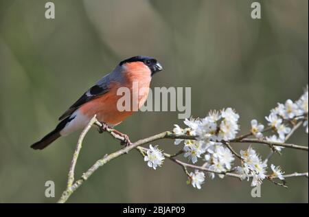 Taureau eurasien mâle (Pyrrhula pyrrhula) perché sur la fleur d'argousier au début du printemps Banque D'Images