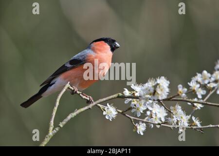 Taureau eurasien mâle (Pyrrhula pyrrhula) perché sur la fleur d'argousier au début du printemps Banque D'Images