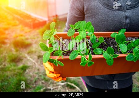 jeunes pousses de concombres dans une boîte pour planter entre les mains d'une femme Banque D'Images