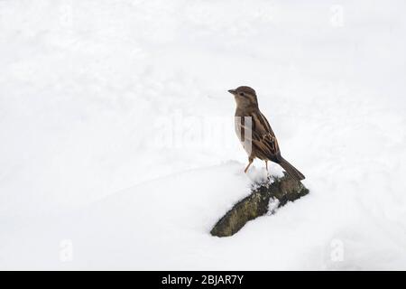 Maison féminine perché sur un rocher enneigé. Banque D'Images