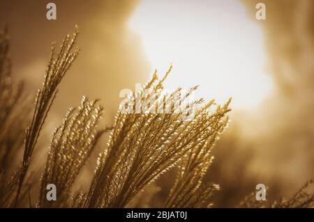 Plantes rétroéclairées par un soleil couchant. Banque D'Images