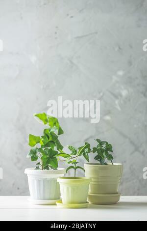 Collection de divers semis de lierre et de mandarine dans différents pots sur table en bois blanc avec mur gris en béton en arrière-plan. Décoration et jardins Banque D'Images