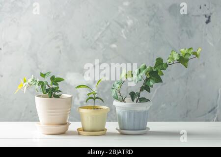 Collection de divers semis de lierre et de mandarine dans différents pots sur table en bois blanc avec mur gris en béton en arrière-plan. Décoration et jardins Banque D'Images