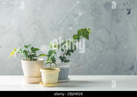 Collection de divers semis de lierre et de mandarine dans différents pots sur table en bois blanc avec mur gris en béton en arrière-plan. Décoration et jardins Banque D'Images