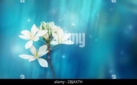 Belle fleur blanche sur fond bleu au printemps ou en été. Image de la faune fantastique ou magique. Banque D'Images