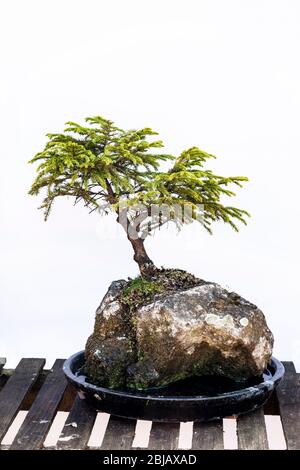 Juniper (Juniperus communis), qui grandit sur un vieux rocher avec un fond blanc Uni, Northampton, Angleterre, Royaume-Uni. Banque D'Images