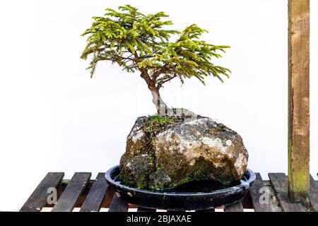 Juniper (Juniperus communis), qui grandit sur un vieux rocher avec un fond blanc Uni, Northampton, Angleterre, Royaume-Uni. Banque D'Images