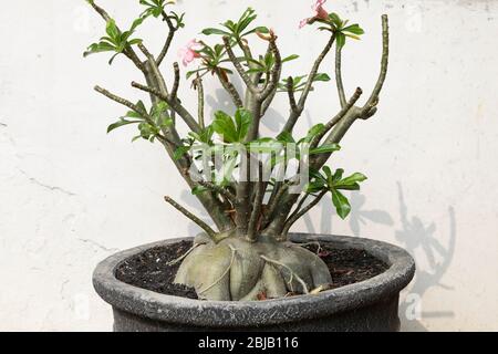 Pot avec une plante de l'espèce Adenium obesum et Adenium multiflorum dans la cour centrale du Musée national de l'Indonésie. Banque D'Images