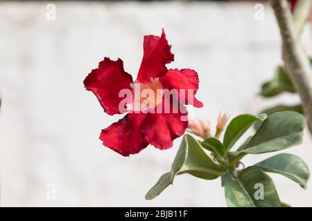 Fleurs précieuses de l'espèce Adenium obesum et Adenium multiflorum dans la cour centrale du Musée national d'Indonésie. Banque D'Images