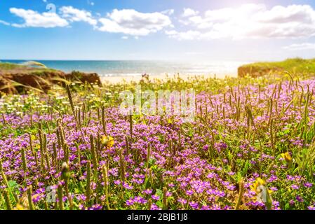 Un paysage marin étonnant de prés de plages, avec une toile de fond à la mer Atlantique du Portugal. Falesia, Albufeira. L'arrière-plan est flou. Banque D'Images