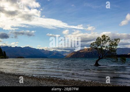 Lac Wanaka Tree au coucher du soleil - l'arbre le plus photographié en Nouvelle-Zélande Banque D'Images