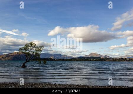 Lac Wanaka Tree au coucher du soleil - l'arbre le plus photographié en Nouvelle-Zélande Banque D'Images