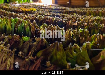 Façon classique de sécher les feuilles de tabac, accrochées dans un hangar humide sombre dans une ferme de Vinales Valley, Pinar del Rio, Cuba Banque D'Images