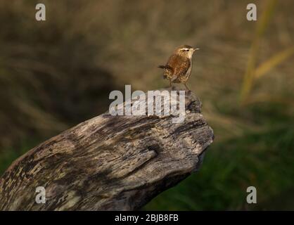 Wren, Troglodytes troglodytes, adulte perché sur le log, Royaume-Uni Banque D'Images