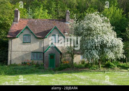 Un arbre Hawthorn (Crataegus) à Springtime recouvert de fleurs blanches à côté d'un pittoresque chalet rustique dans le petit village de Littlebredy. Dorset. Banque D'Images