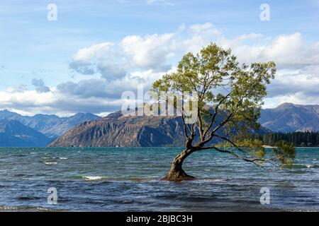 Lac Wanaka Tree au coucher du soleil - l'arbre le plus photographié en Nouvelle-Zélande Banque D'Images