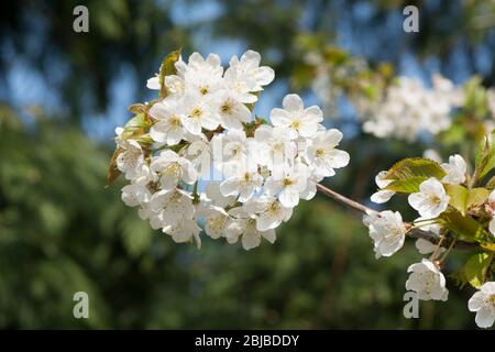 Cerisier sauvage, Prunus avium, Blossom, Sussex, Royaume-Uni, avril Banque D'Images