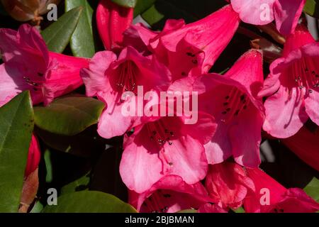 Rhododendron 'Winsome (oiseau bourdonnant x griersonianum), fleurs Banque D'Images