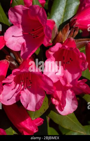 Rhododendron 'Winsome (oiseau bourdonnant x griersonianum), fleurs Banque D'Images