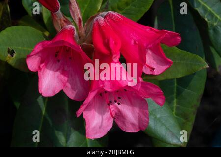 Rhododendron 'Winsome (oiseau bourdonnant x griersonianum), fleurs Banque D'Images